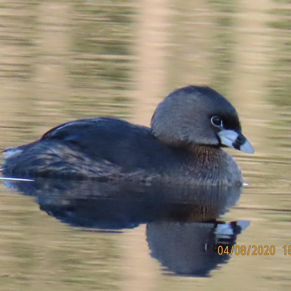 Pied-billed Grebe - ML221942171