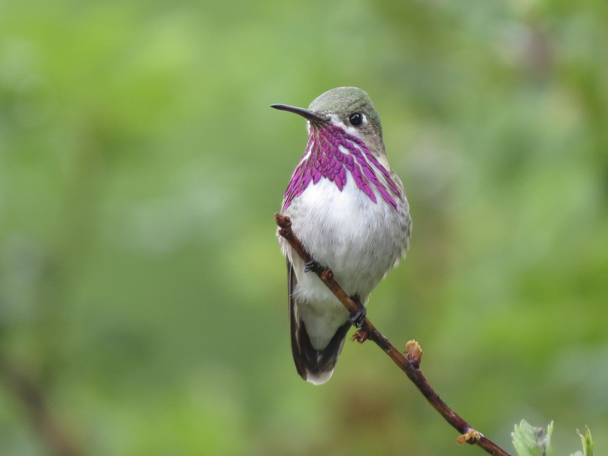 Calliope Hummingbird - eBird