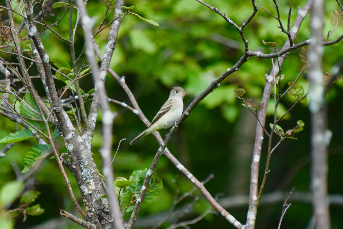 Eastern Wood-Pewee - Alex Busato