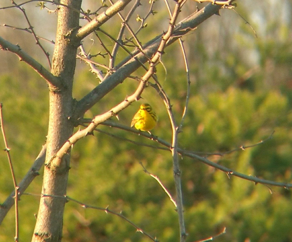 Prairie Warbler - ML221944161