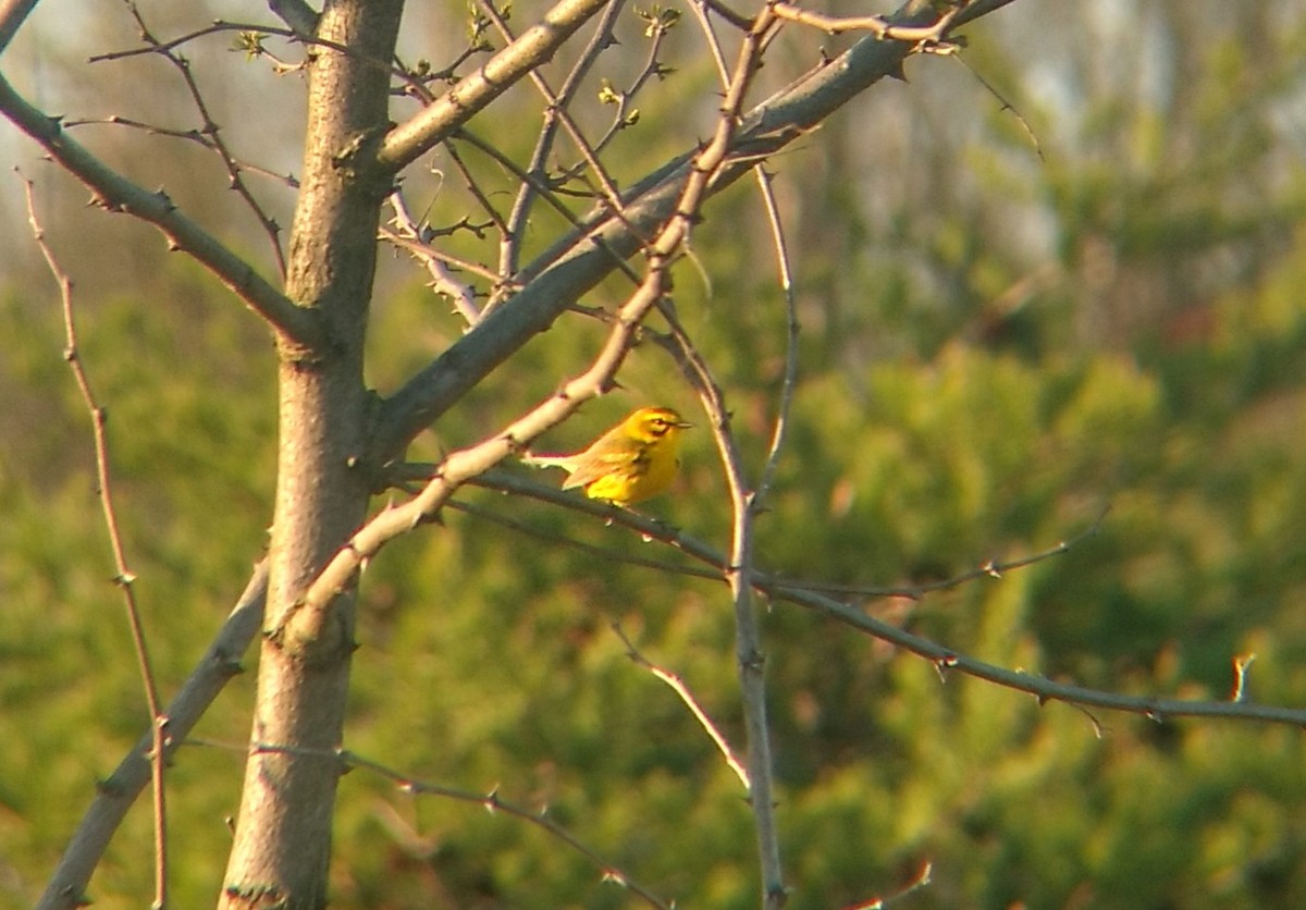 Prairie Warbler - ML221944191