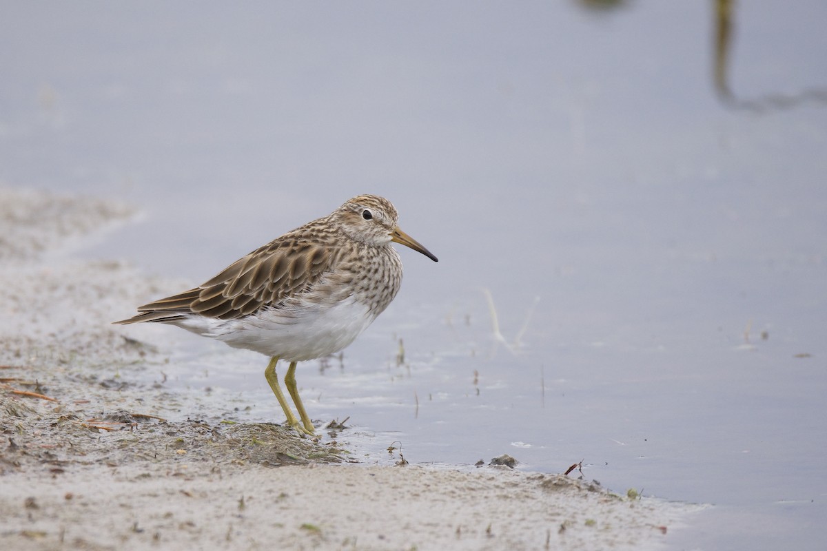 Pectoral Sandpiper - ML221944781