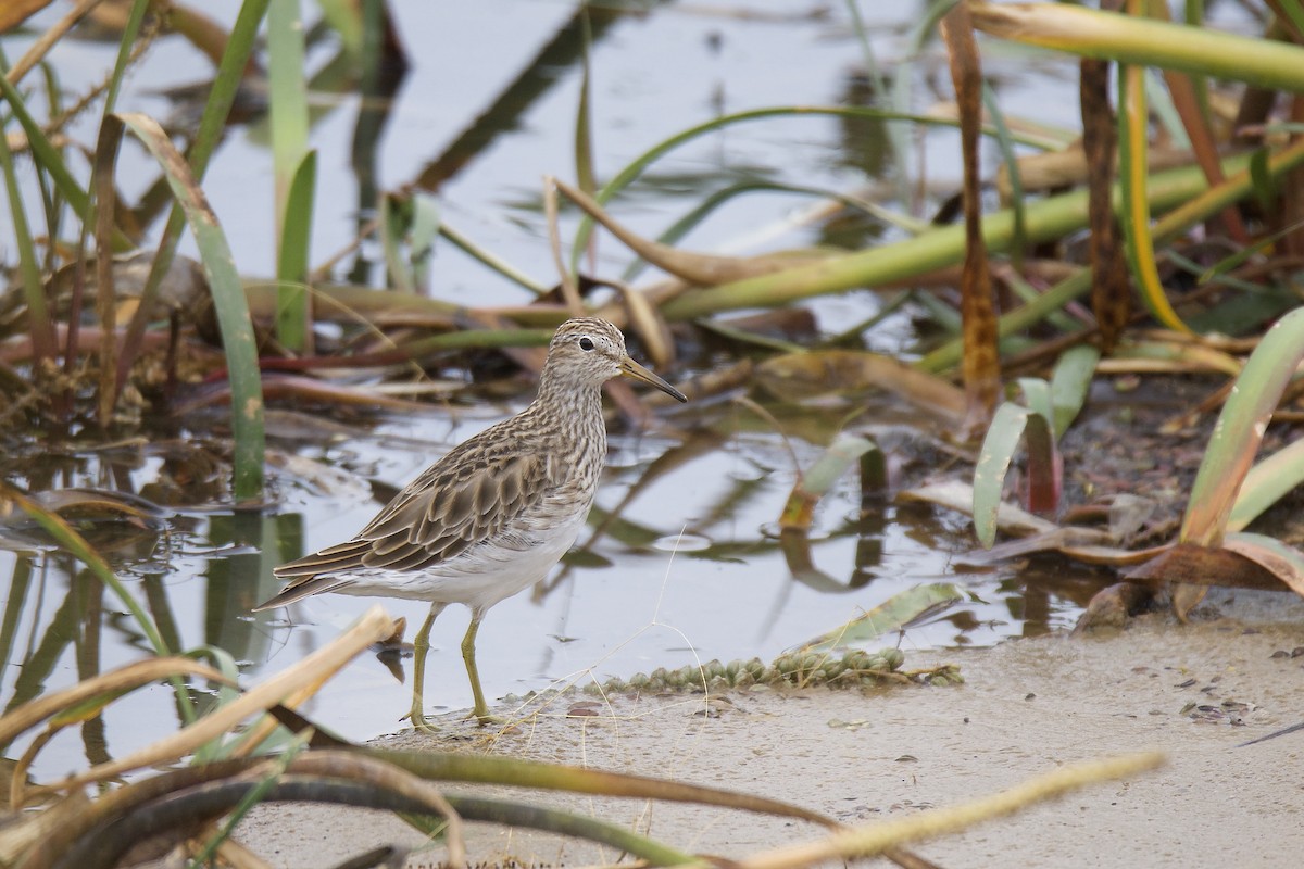 Pectoral Sandpiper - ML221944791