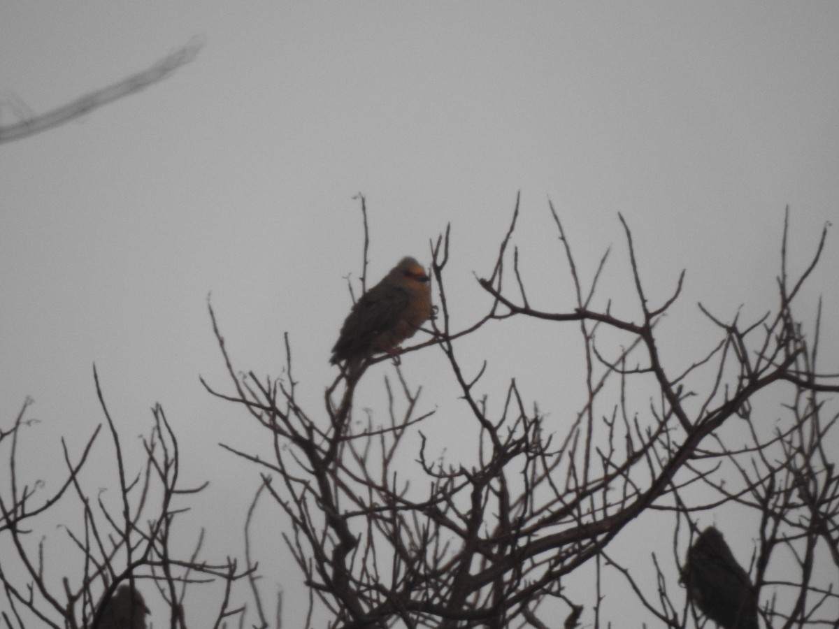 Red-faced Mousebird - ML221945511