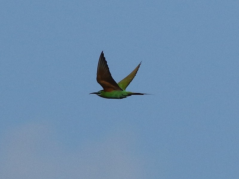Blue-cheeked Bee-eater - ML221945991