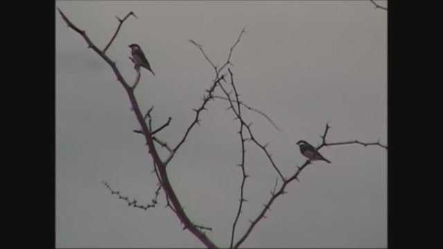 Padda de Timor - ML221946931