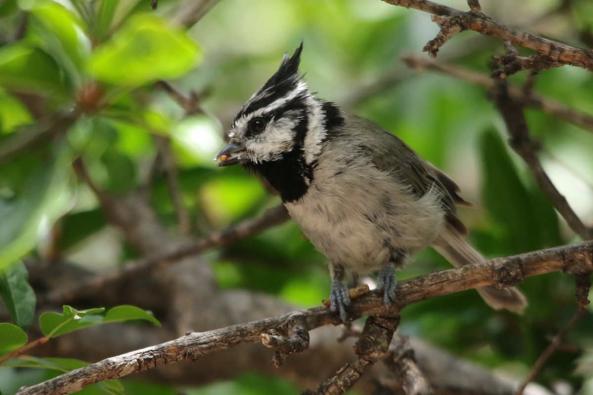 Bridled Titmouse - Kojo Baidoo