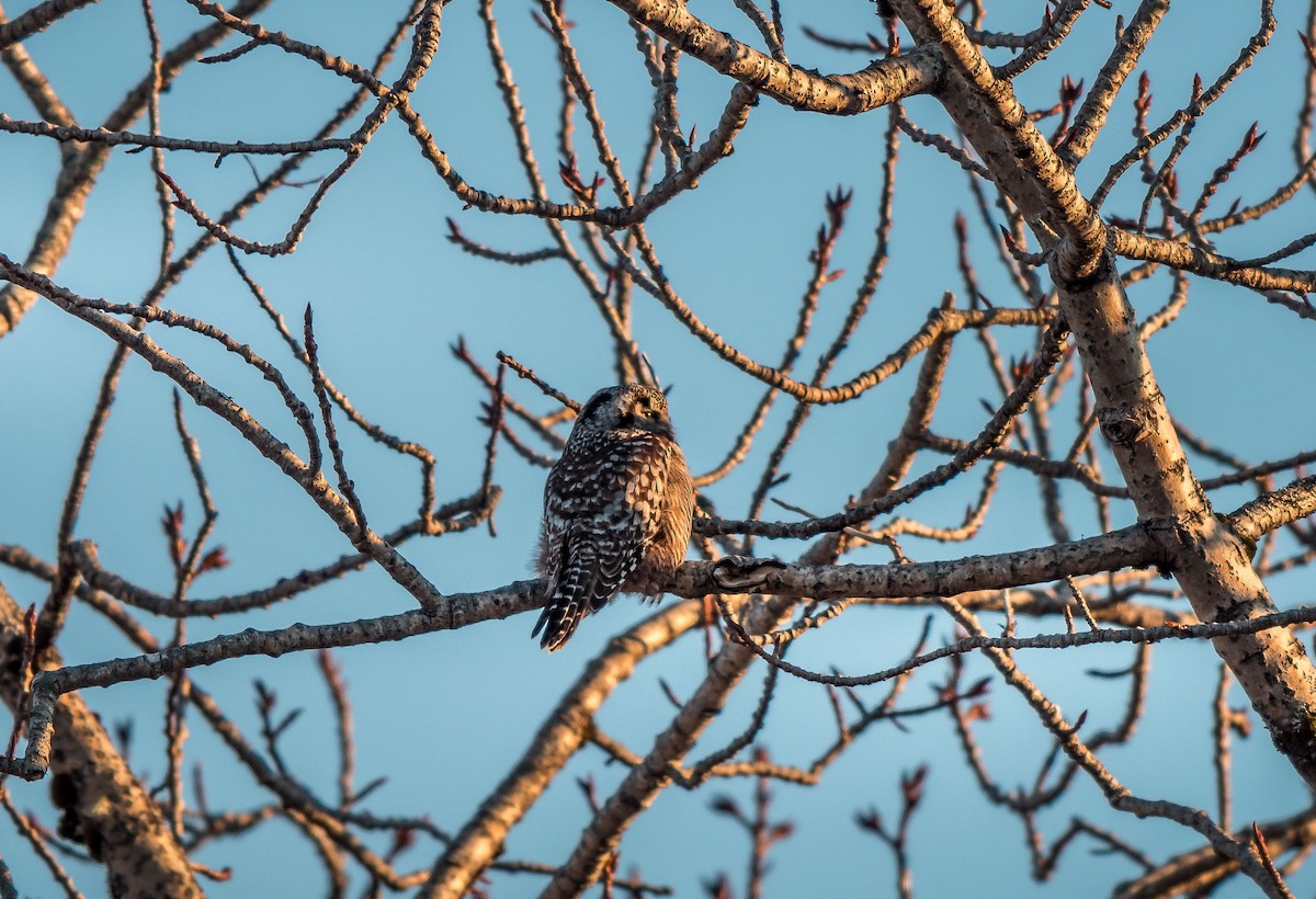 Northern Hawk Owl - ML221948221