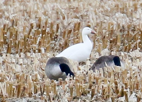 Snow Goose - ML22194841