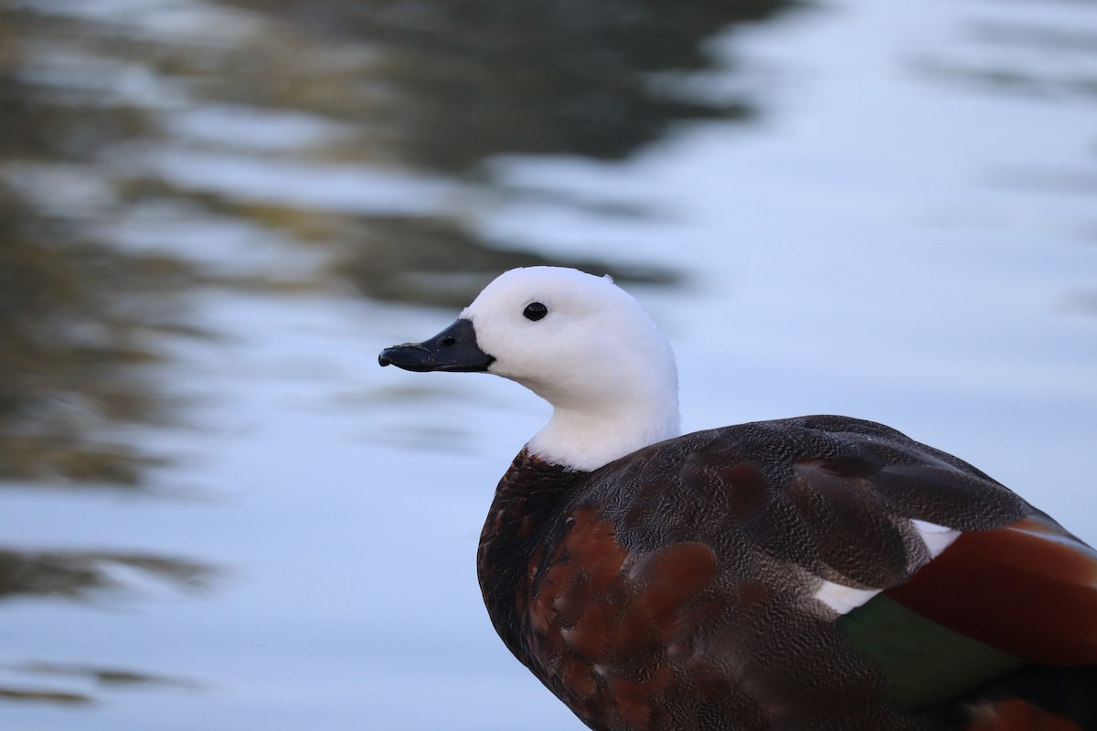 Paradise Shelduck - Bryn Sheppard