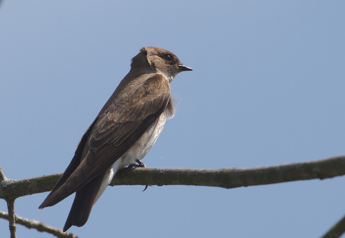 Northern Rough-winged Swallow - ML221950491