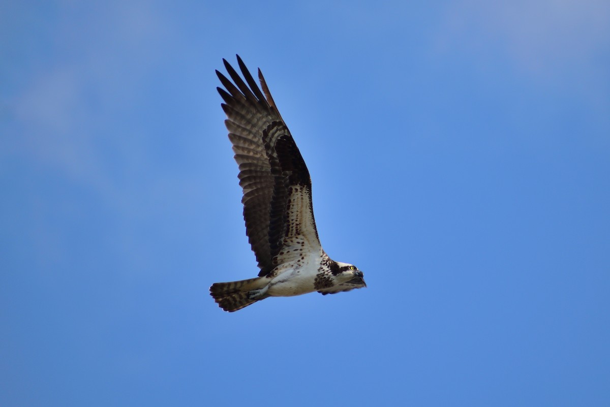 Águila Pescadora - ML221950681