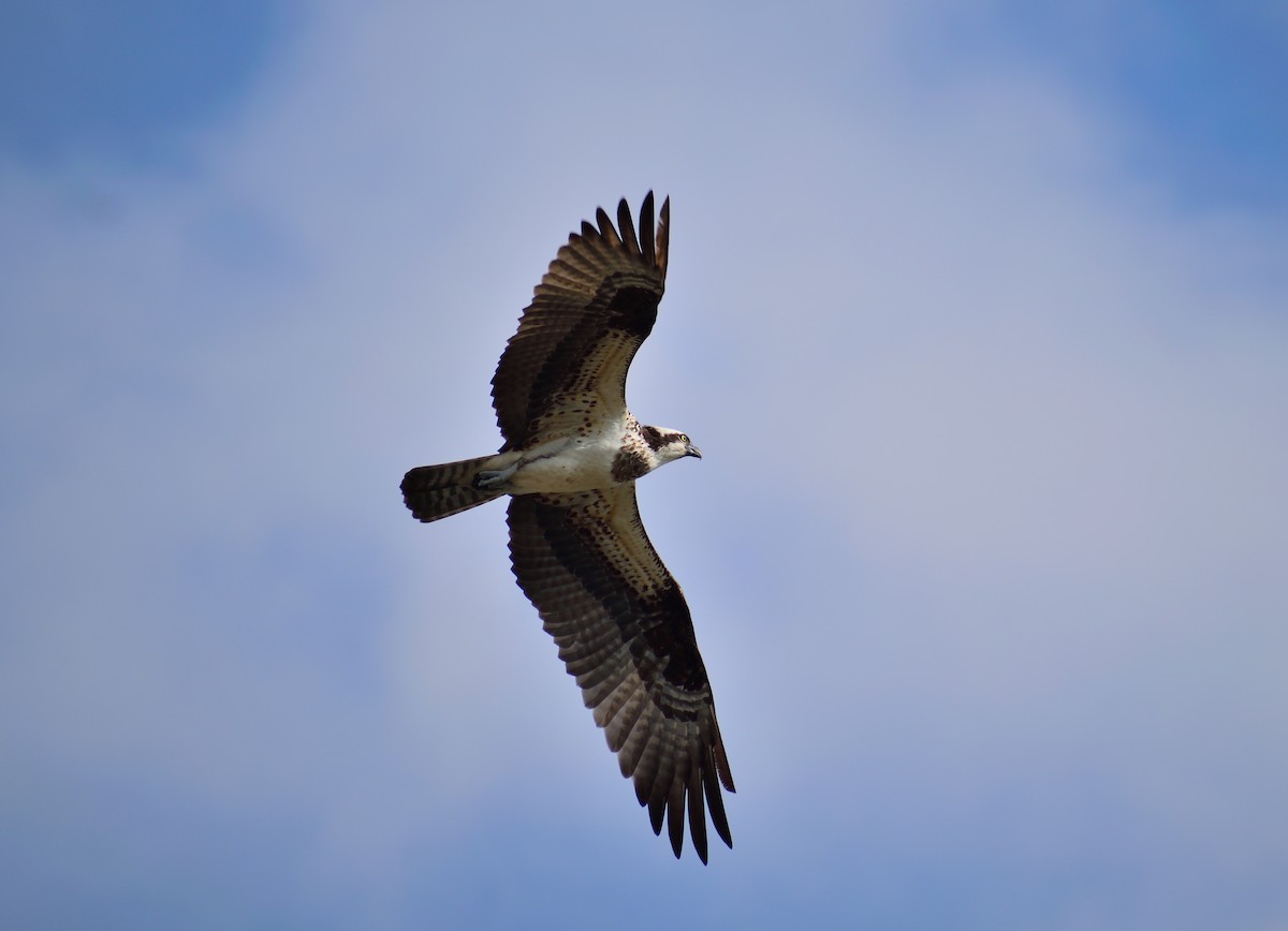 Águila Pescadora - ML221950701