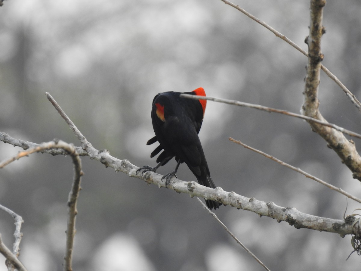 Red-winged Blackbird - ML221950941