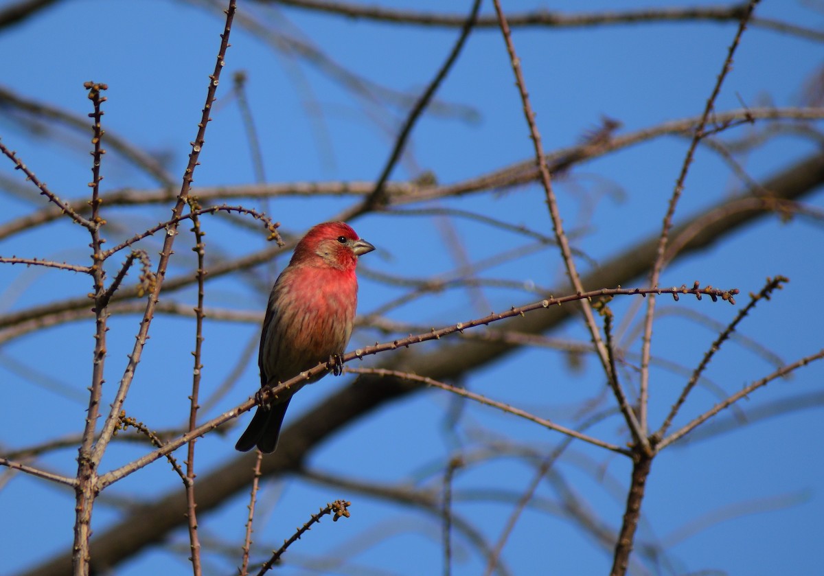 House Finch - ML221952141