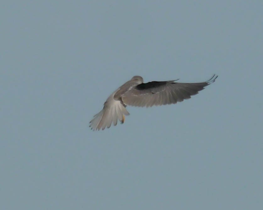 White-tailed Kite - ML22195261