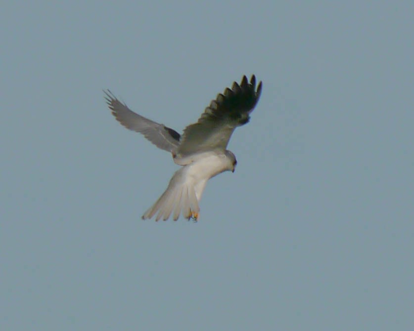 White-tailed Kite - ML22195271