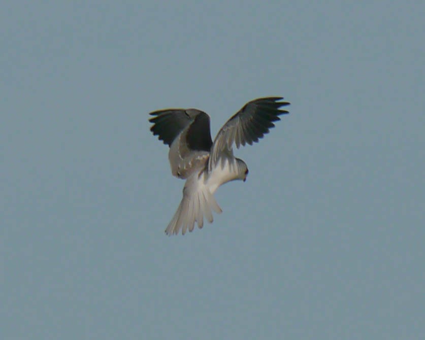 White-tailed Kite - ML22195281
