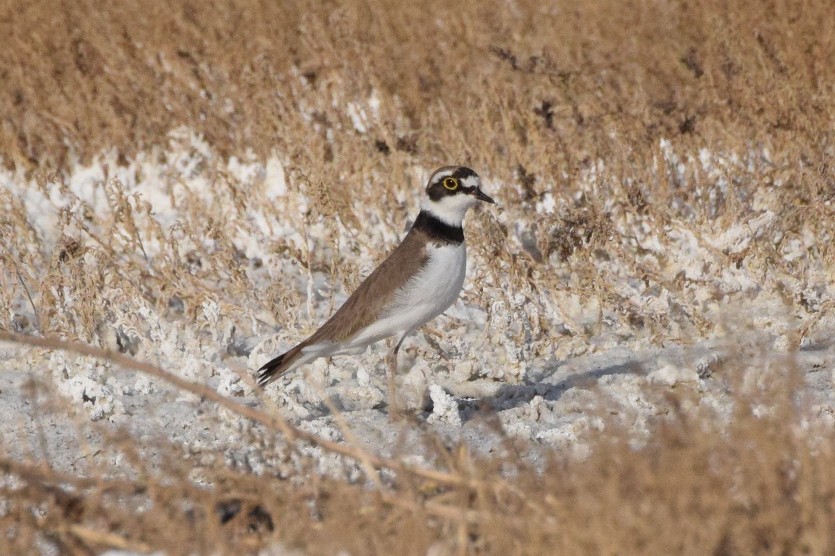 Little Ringed Plover - Andy Zhang