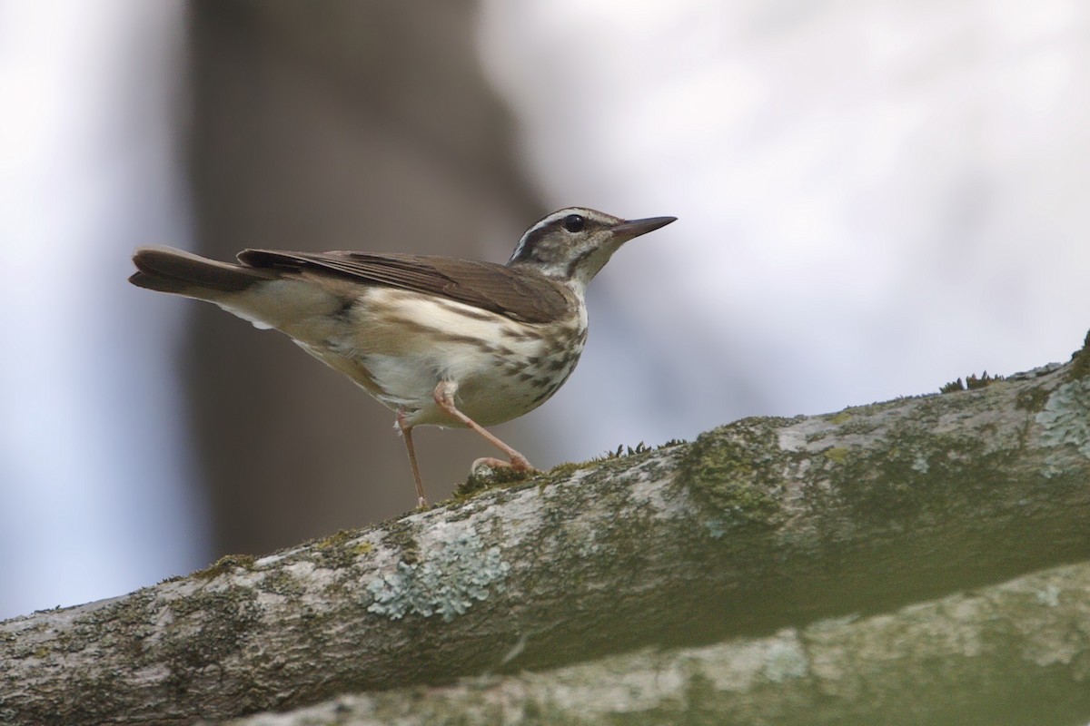 Louisiana Waterthrush - ML221953751