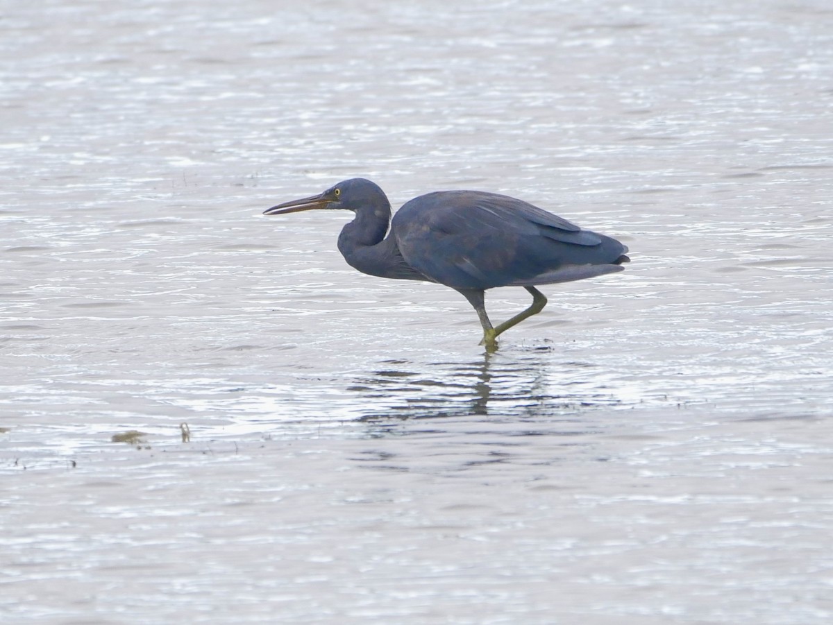 Pacific Reef-Heron - ML221954411