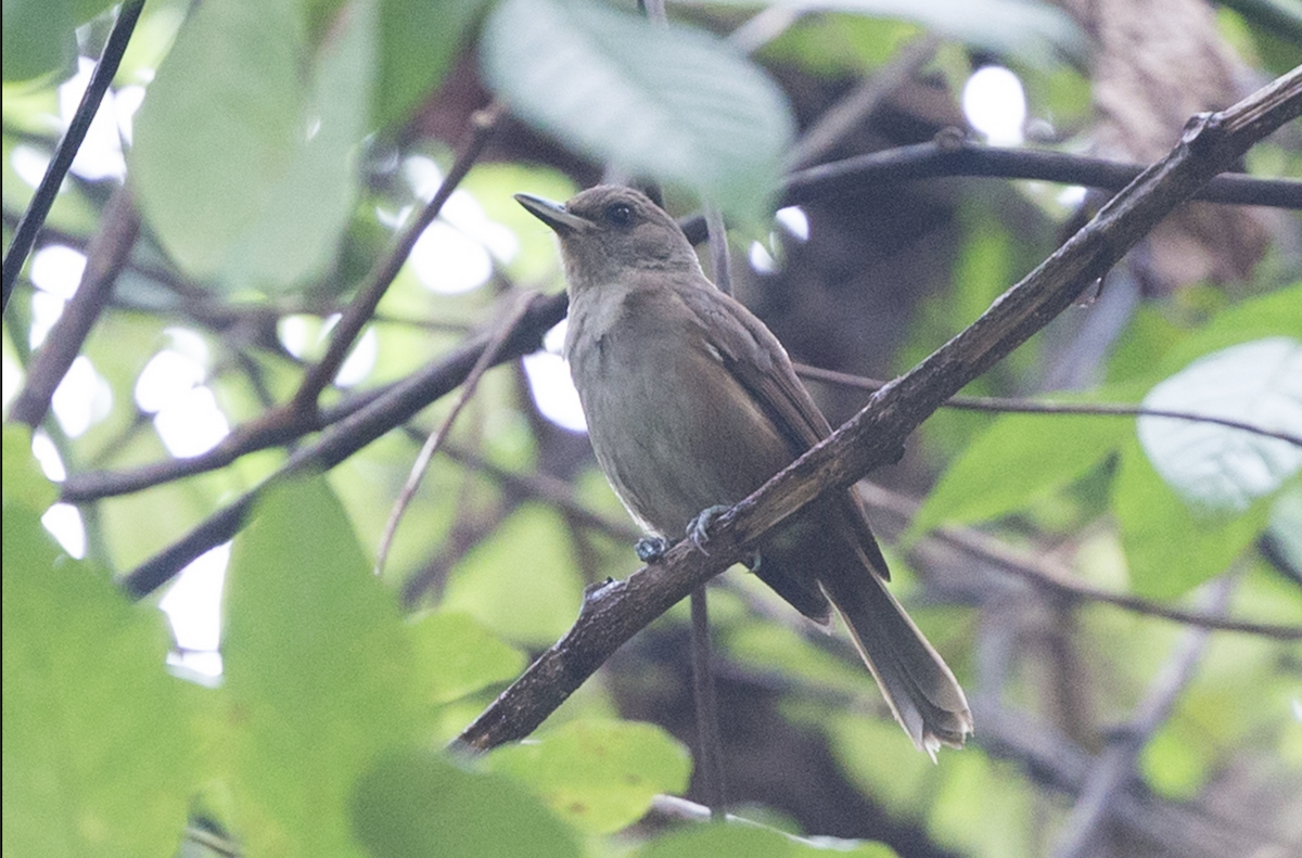 Fiji Shrikebill - Simon Colenutt