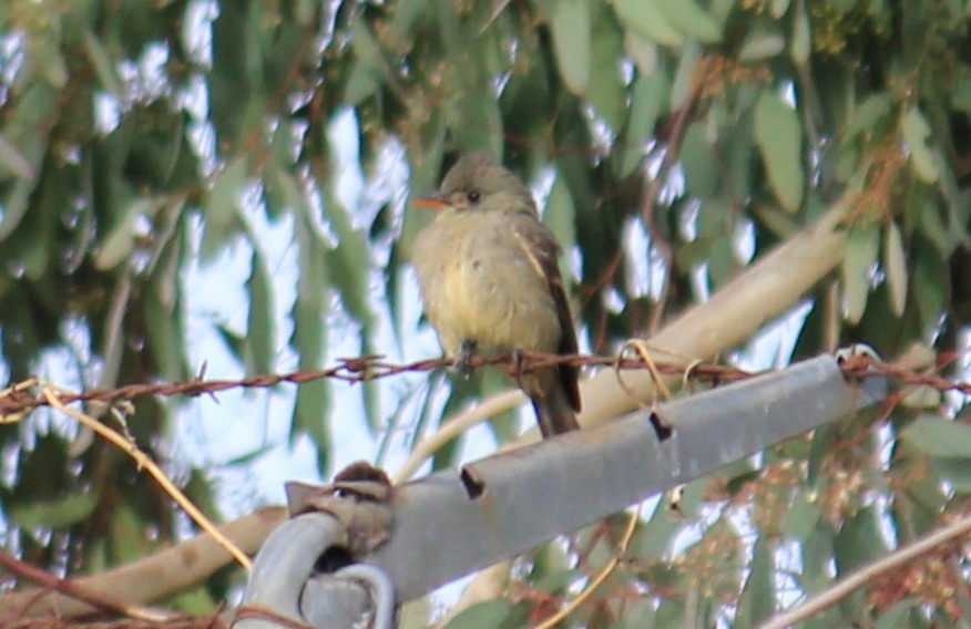 Greater Pewee - Connor Wehner