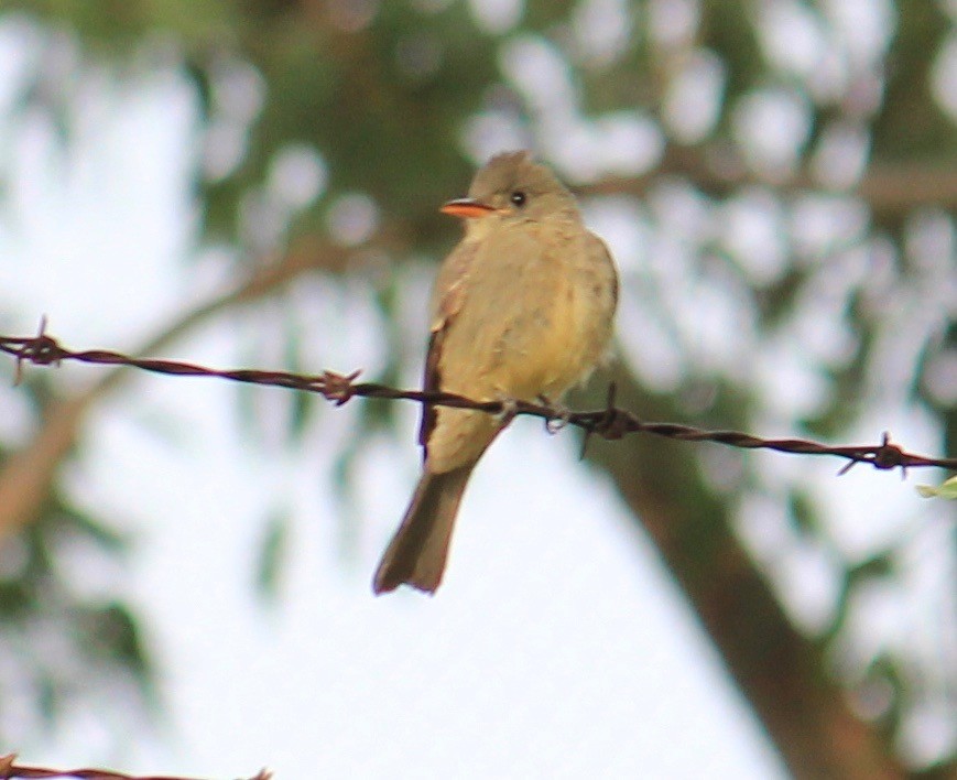 Greater Pewee - Connor Wehner