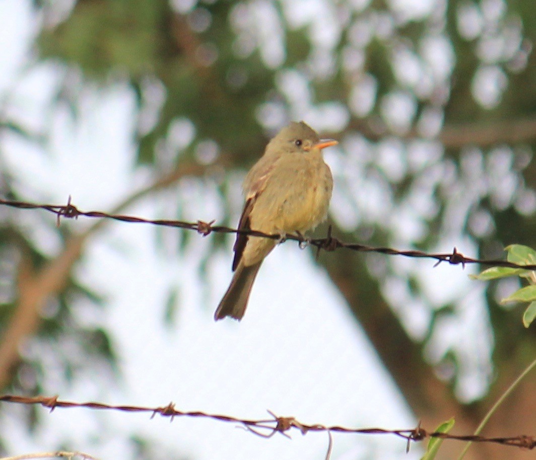 Greater Pewee - Connor Wehner