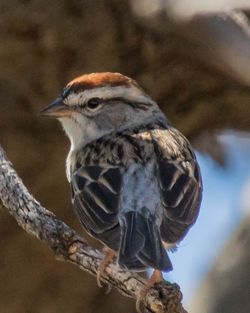 Chipping Sparrow - ML221956341