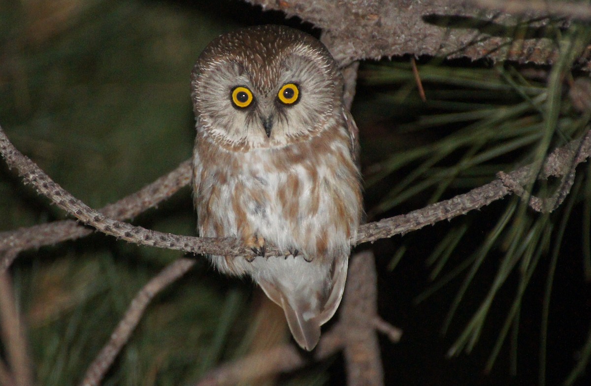 Northern Saw-whet Owl - Tommy DeBardeleben