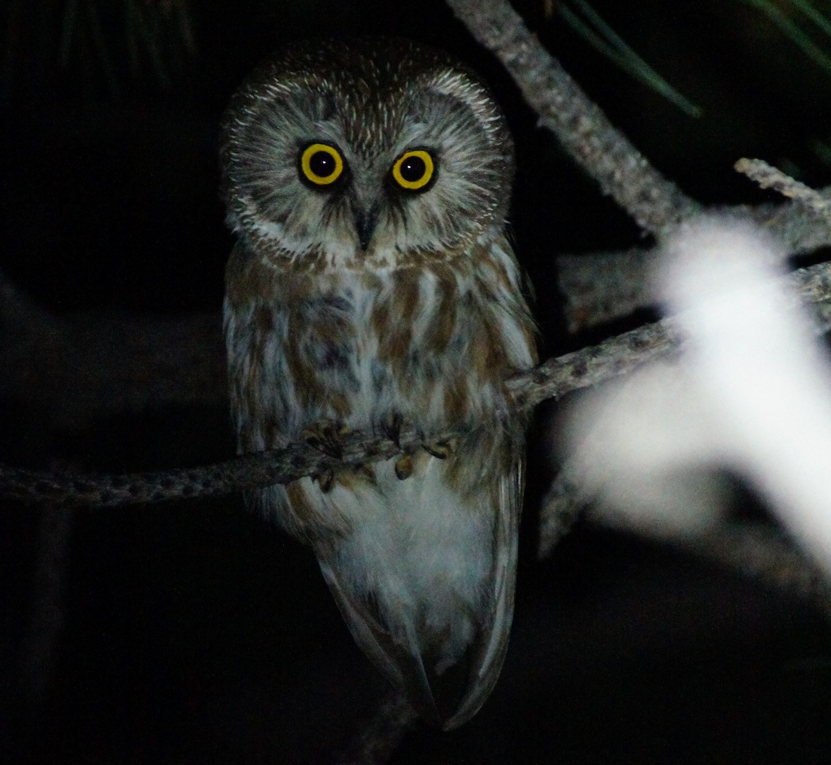 Northern Saw-whet Owl - Tommy DeBardeleben