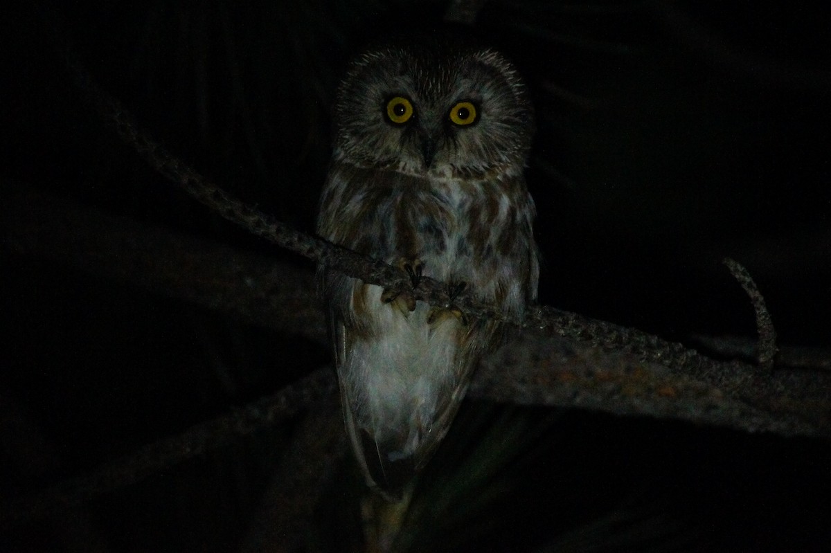 Northern Saw-whet Owl - Tommy DeBardeleben