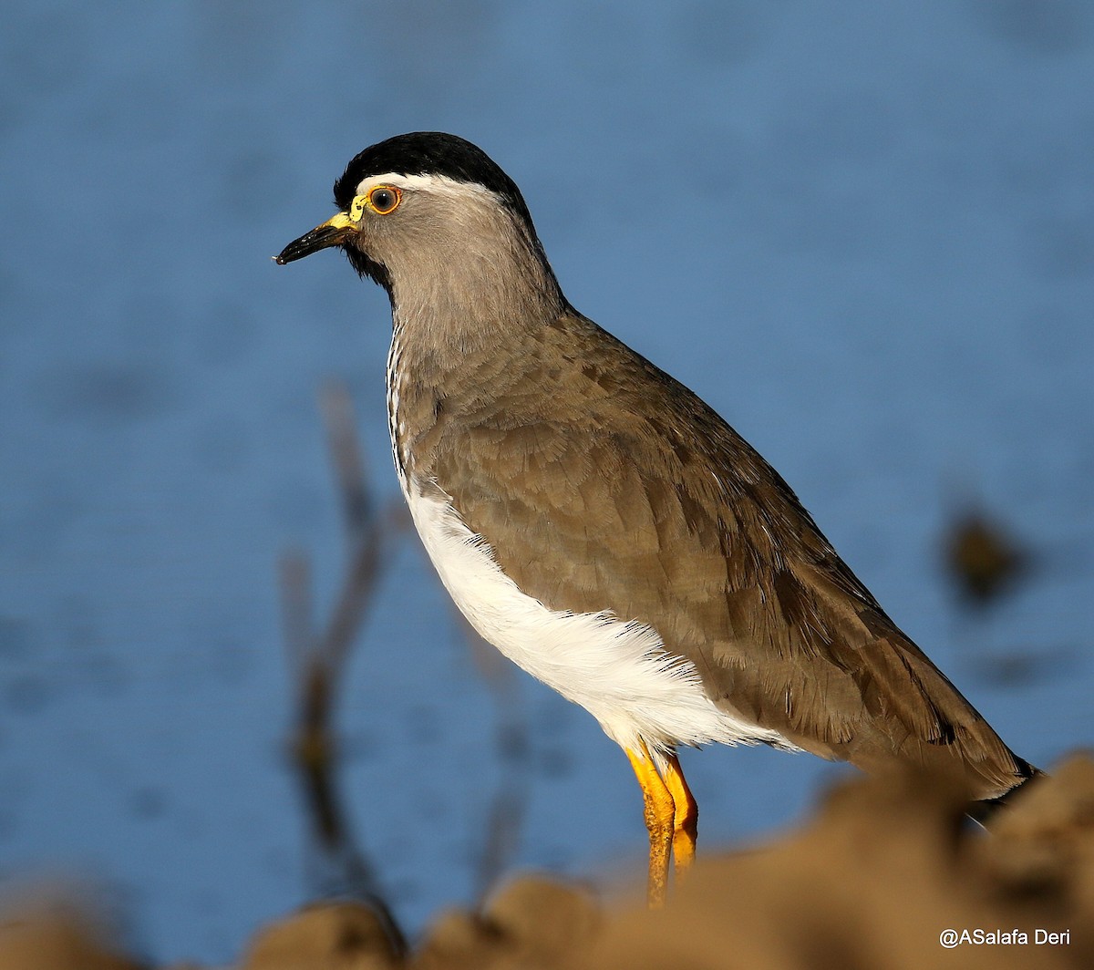 Spot-breasted Lapwing - ML221957331