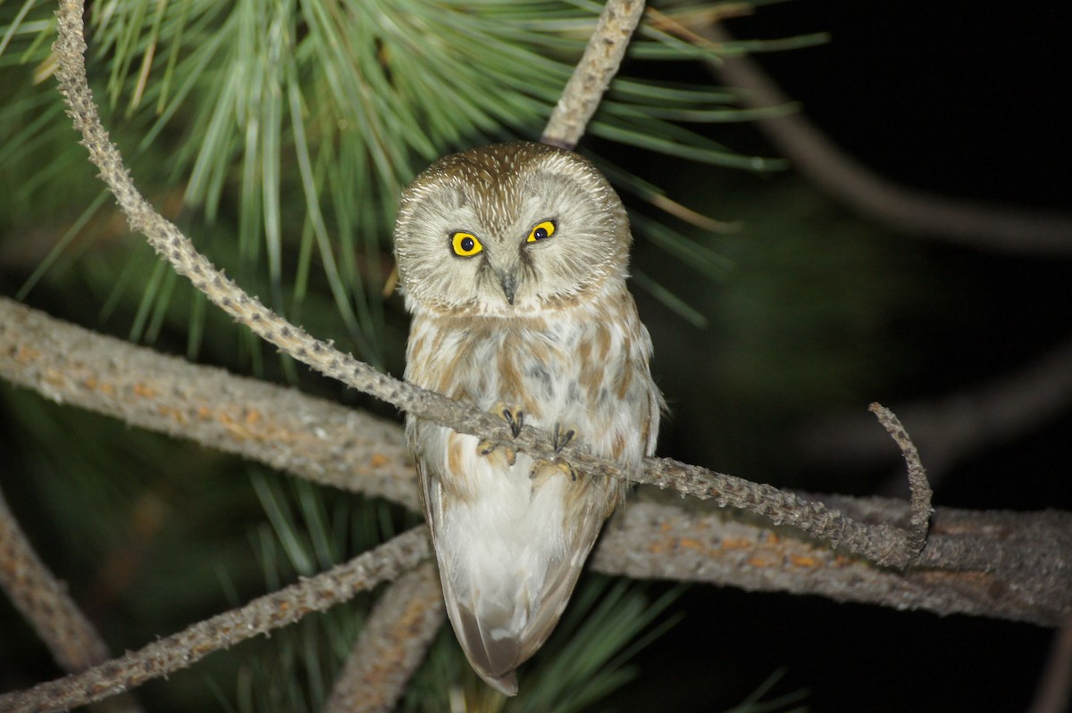 Northern Saw-whet Owl - ML22195741