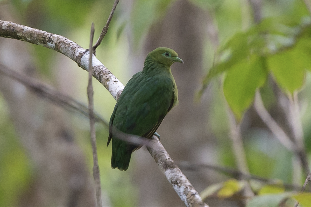 Golden Dove - ML221957621