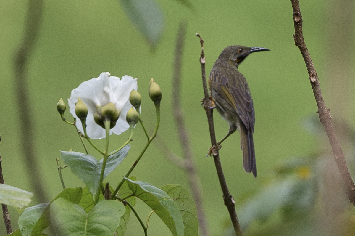 Western Wattled-Honeyeater - ML221957651