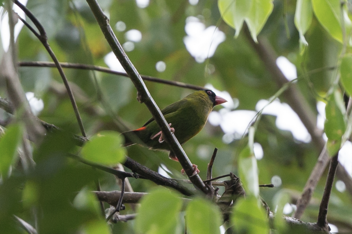 Pink-billed Parrotfinch - Simon Colenutt