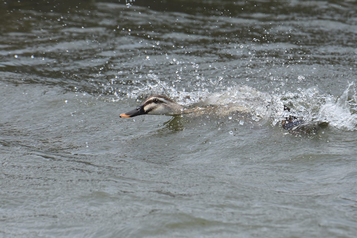 Eastern Spot-billed Duck - ML221958221