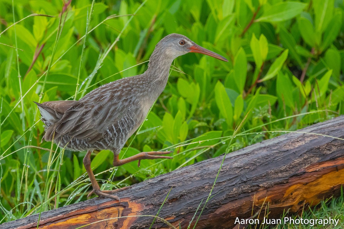 Clapper Rail - Aaron Juan