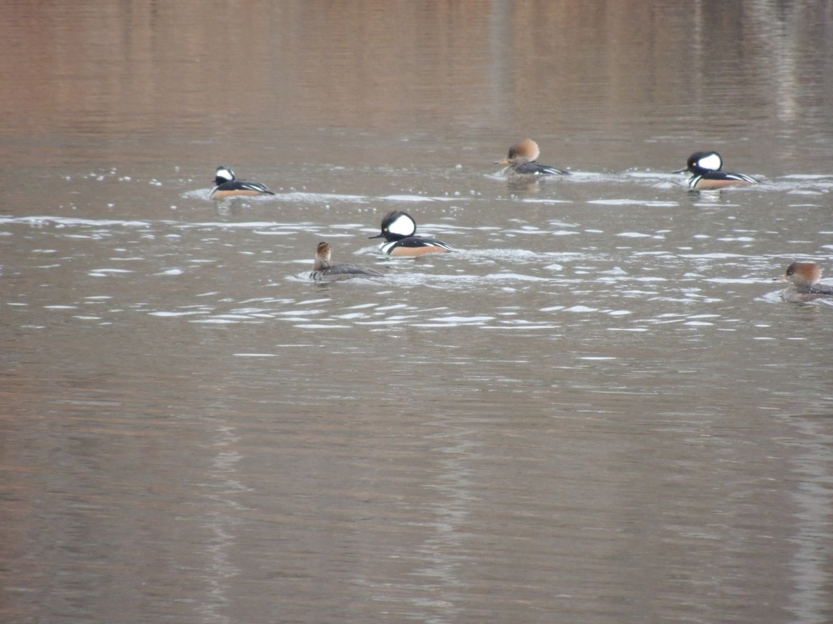 Hooded Merganser - ML22195921