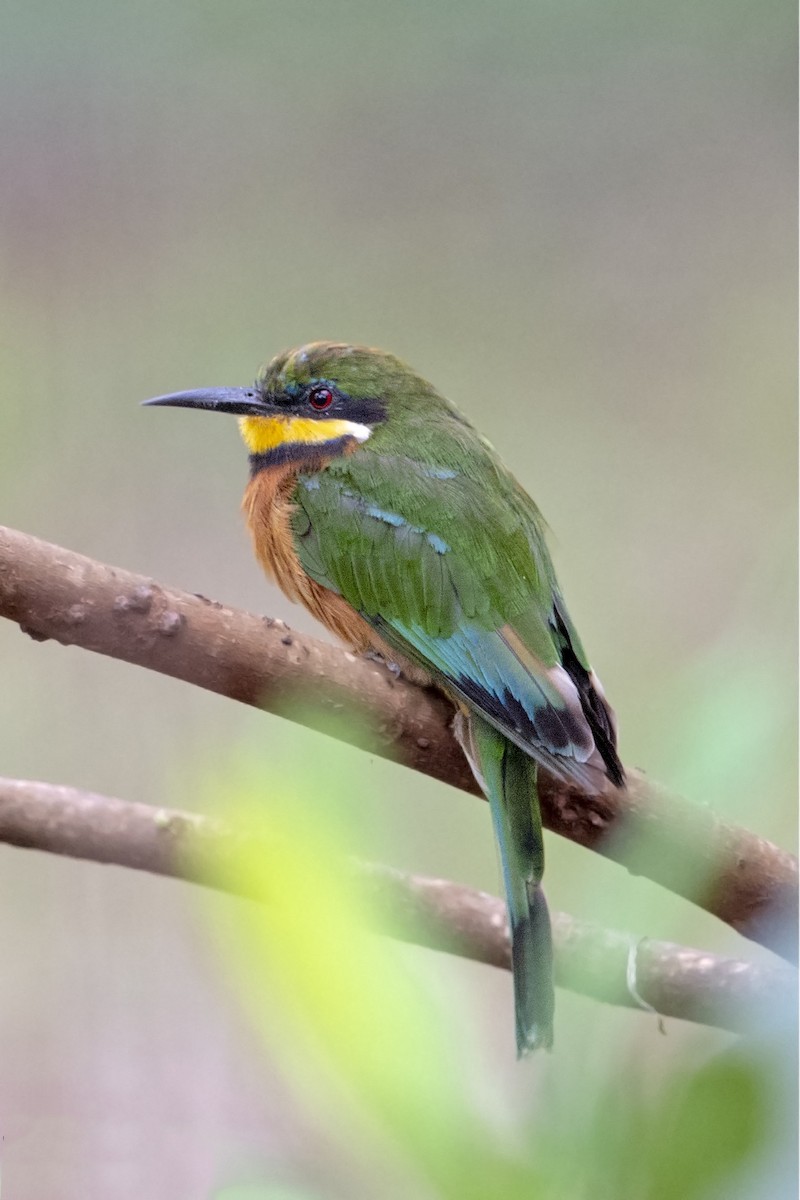 Cinnamon-chested Bee-eater - Aseem Kothiala