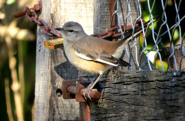 White-banded Mockingbird - ML22195981