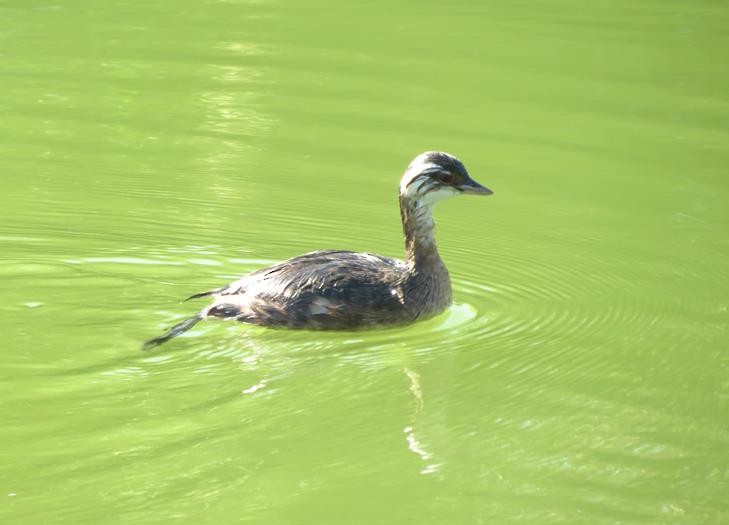 White-tufted Grebe - ML22195991