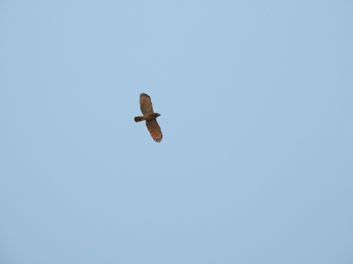 Roadside Hawk - ML221960941