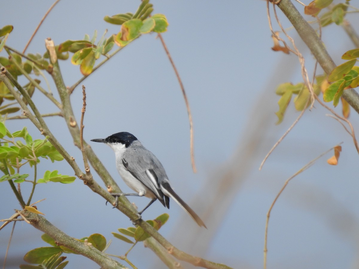 White-lored Gnatcatcher - ML221961461