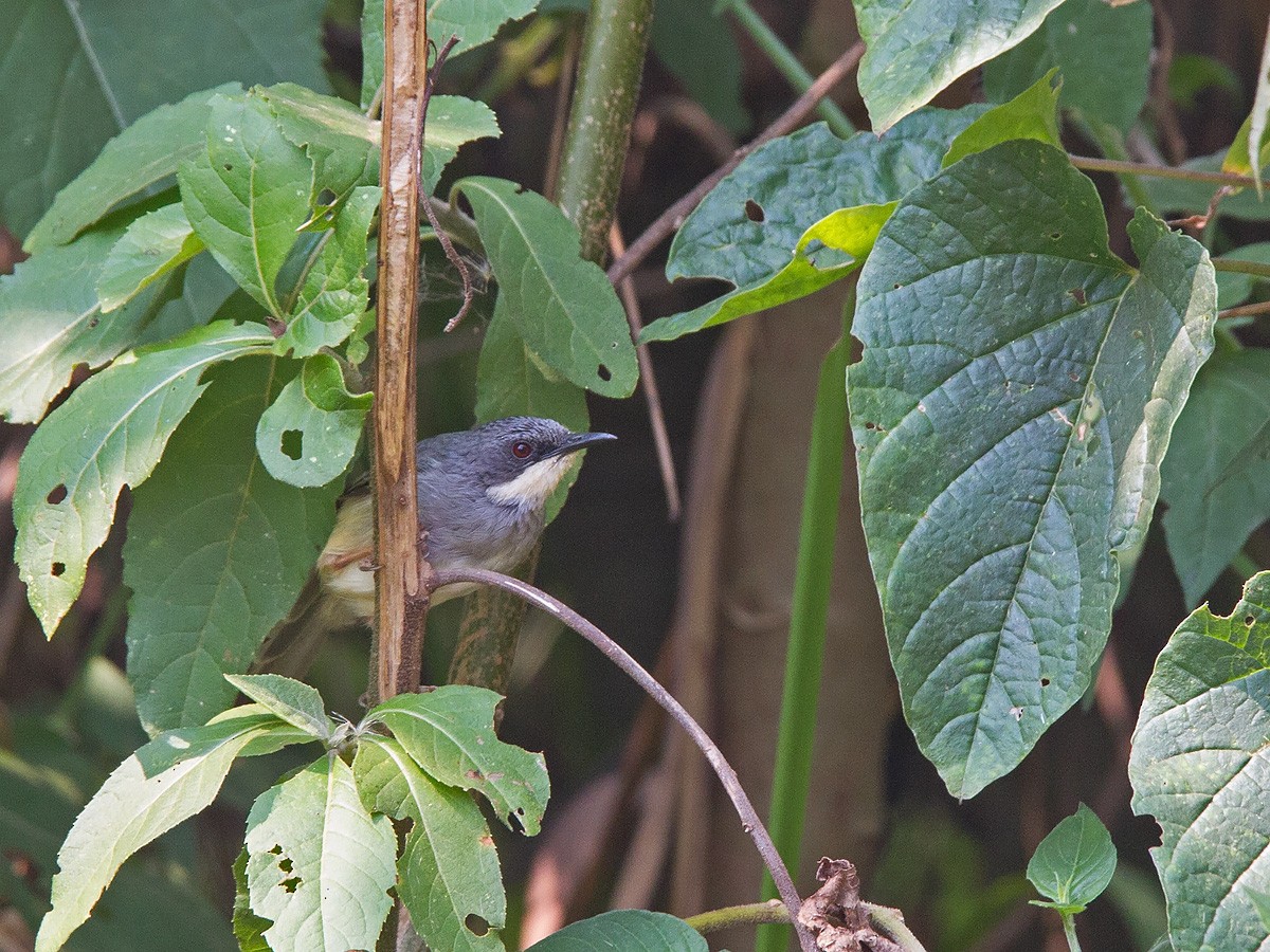 Prinia Gorjiblanca - ML221961891