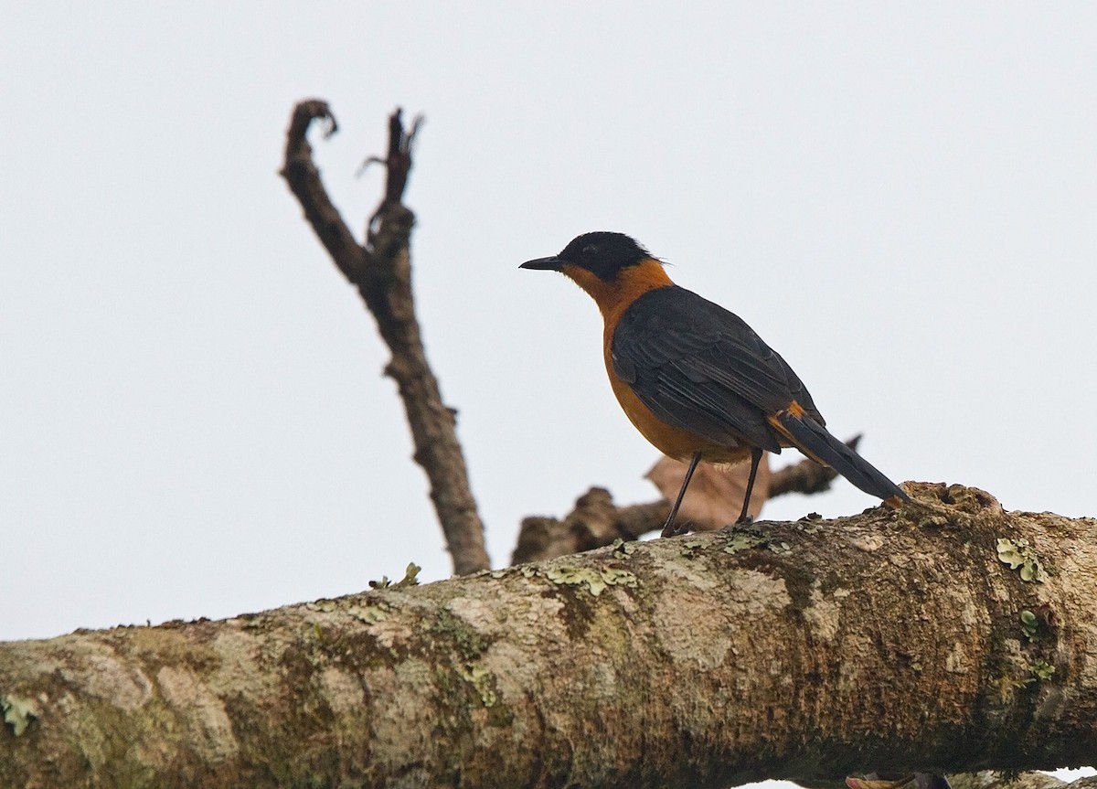 Snowy-crowned Robin-Chat - ML221962061