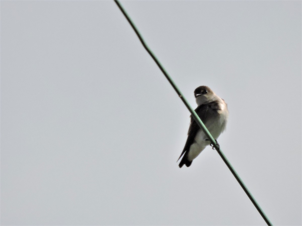 Northern Rough-winged Swallow - Eric Michael