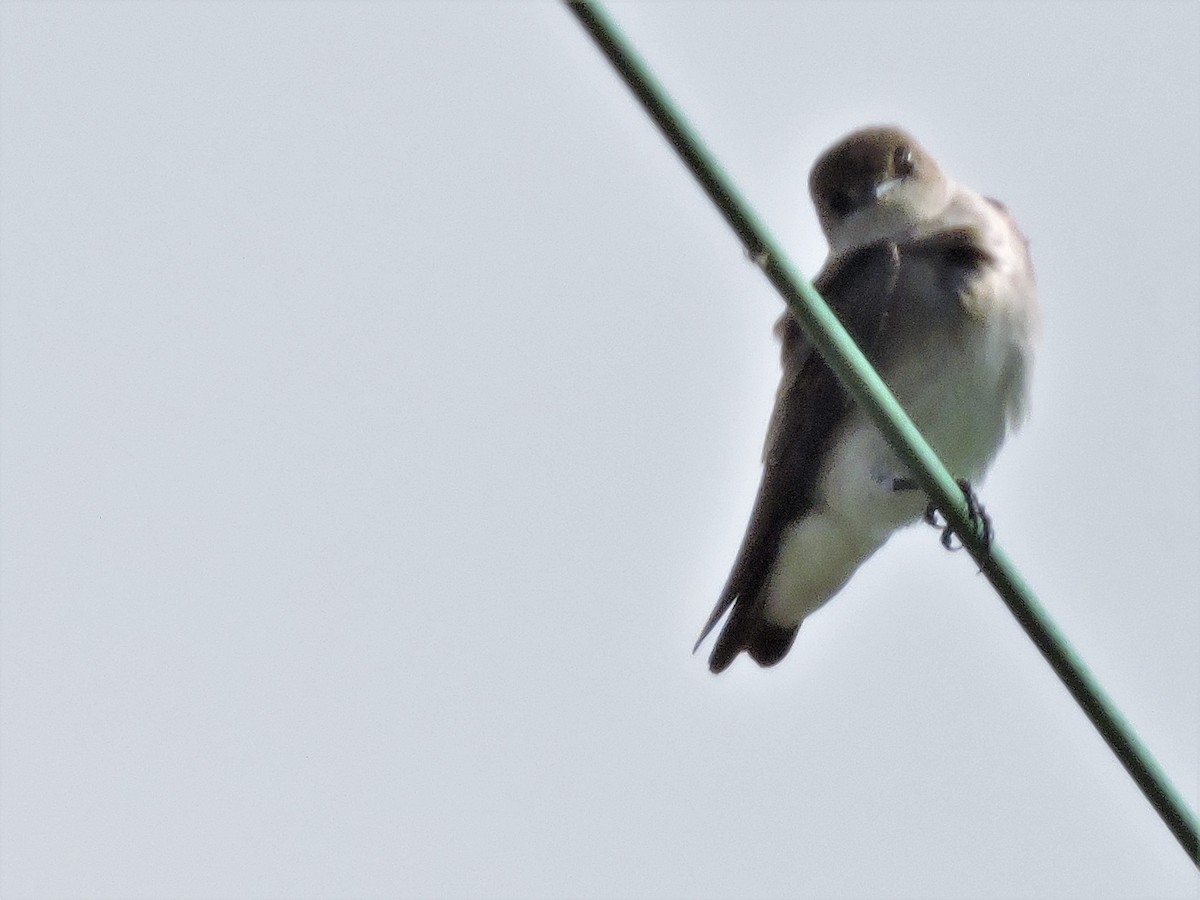 Northern Rough-winged Swallow - Eric Michael